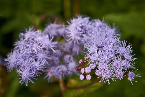 Blue Boneset Conoclinium Coelestinum Woodland Edge Nativ