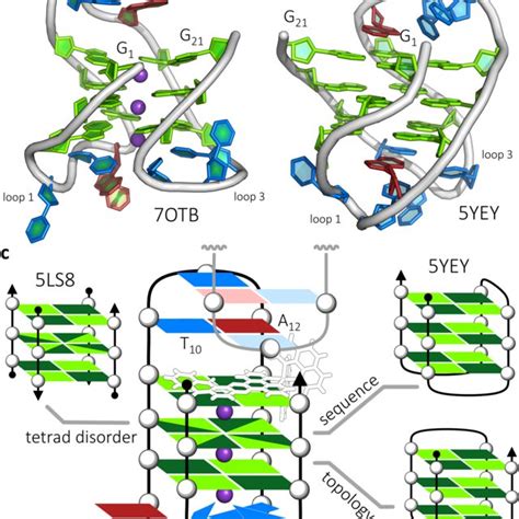 G Quadruplex Topologies A Topology Of The Overall Dna Arrangement