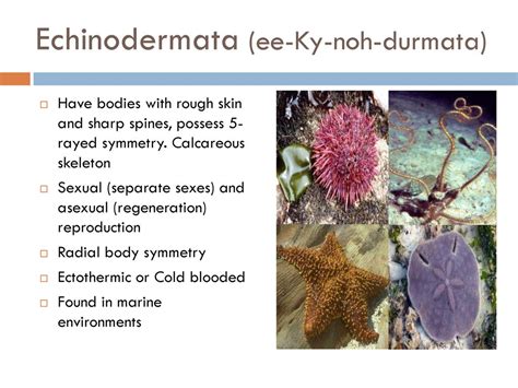 Kingdom Animalia Unit 2 Biodiversity Ppt Download