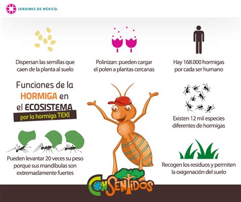 Las Hormigas Son Muy Fuertes Ecosistemas Las Hormigas Hormigas