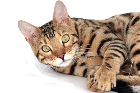 Bengal Cat Names - Cute, Cool, Popular & Exotic Names for Bengal Cats