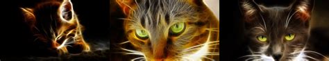 Dual Screen Cat Wallpapers - Top Free Dual Screen Cat Backgrounds ...