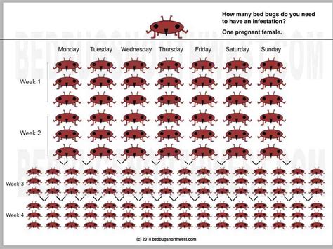 How Fast Do Bedbugs Reproduce Bed Bugs Northwest