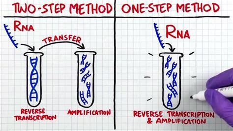 Reverse Transcription Applications Thermo Fisher Scientific