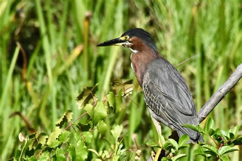 Green Heron