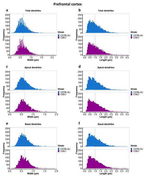 Changes In The Number And Morphology Of Dendritic Spines In The