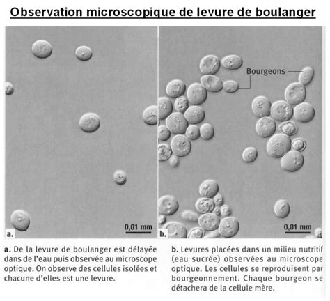 Métabolismes cellulaires SVT Lycée M MULLER