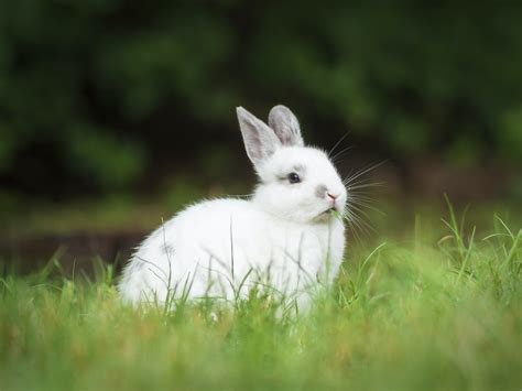 Rabbit Control Services Rabbit Fumigation And Rabbit Baiting Acacia