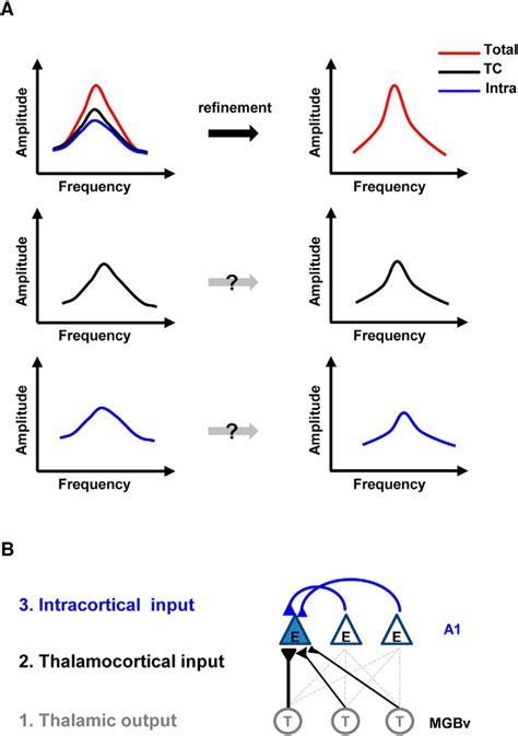 Selective Strengthening Of Intracortical Excitatory Input Leads To Receptive Field Refinement