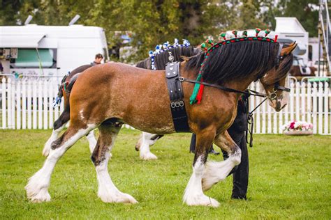 Bay Clydesdale Stallion by DWDStock on DeviantArt