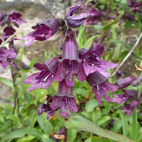 Nasiona Penstemon Whippleanus Niska Bylina Skalna Cena Opinie