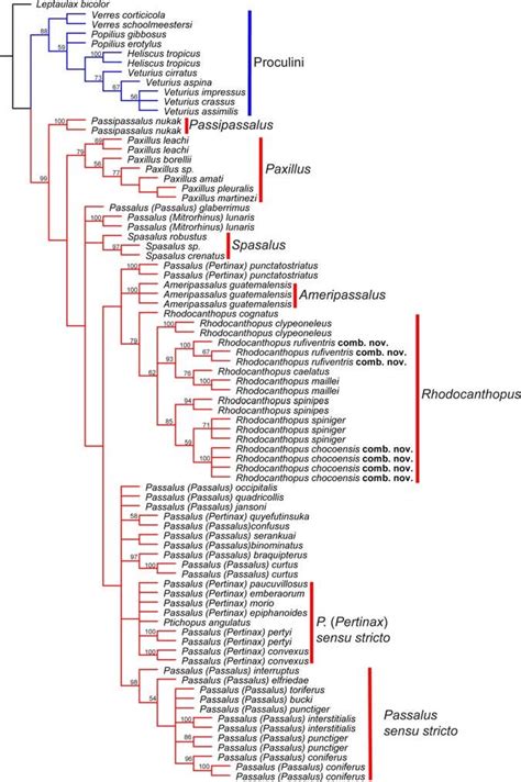 Strict Consensus Tree Of The Most Parsimonious Trees From Parsimony Download Scientific Diagram