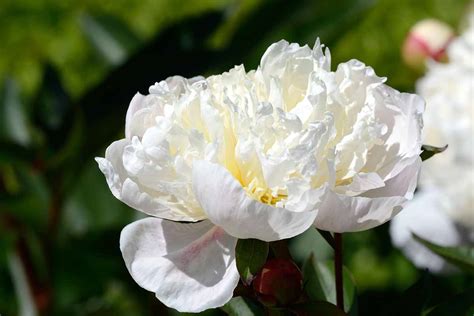 Of The Finest White Peony Varieties To Develop At House Batang Tabon