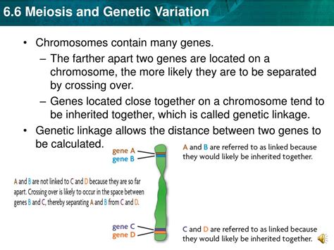 Ppt Key Concept Independent Assortment And Crossing Over During Meiosis Result In Genetic