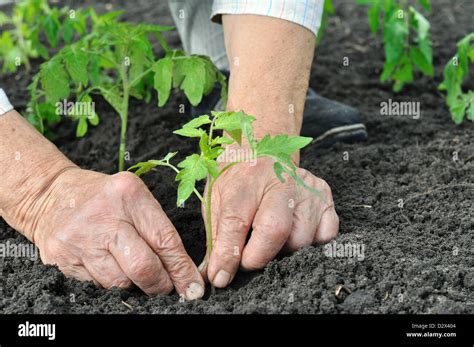 Senior Woman Planting A Tomato Seedling Stock Photo Alamy