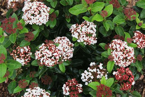 Viburnum Tinus Lila Rose Lorbeer Schneeball Lila Rose Jetzt G Nstig