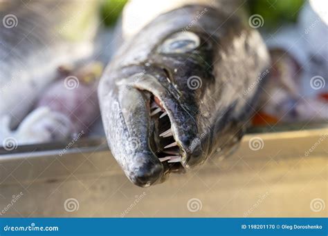 Close Up on Barracuda Teeth. Sea Fresh Fish Barracuda at Street Food ...