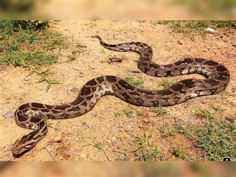 King Cobra Python Reached Temple There Was A Stir After Seeing 12 Feet