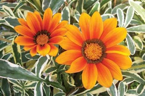 Best 10 Flowers For Sandy Soil