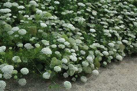 Green Mist Queen Annes Lace Ammi Visnaga Green Mist In Nantucket