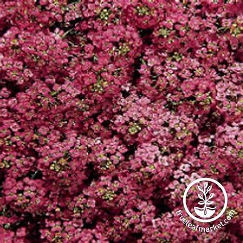 Alyssum Flower Garden Seeds Wonderland Series Lobularia Maritima In