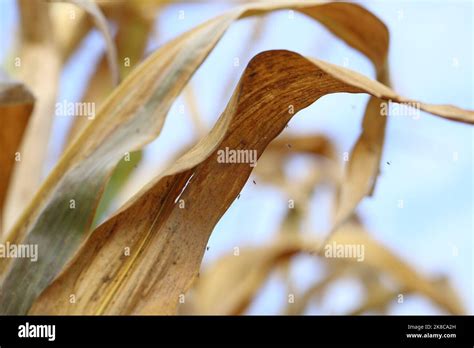 Adults Of Dark Winged Fungus Gnat Sciaridae These Are Common Pests