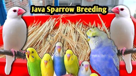 Java Sparrow Cage Breeding Setup Java Sparrow Breeding YouTube