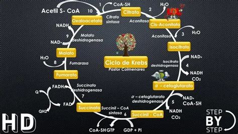 Ciclo De Krebs ¿cómo Afecta A Nuestro Sistema Aeróbico