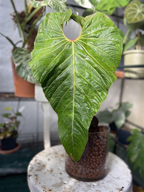 Anthurium Grandifolium Aroids