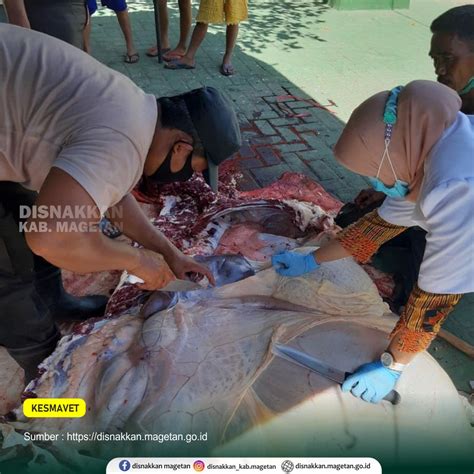 Petugas Kesehatan Hewan Kawal Proses Kurban Pastikan Daging Kurban