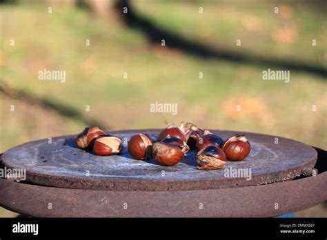 Chestnuts roasting on an open fire. Roasted chestnuts. Roast chestnuts ...