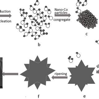 Schematic Illustration Of The Formation Process Of The D Hierarchical