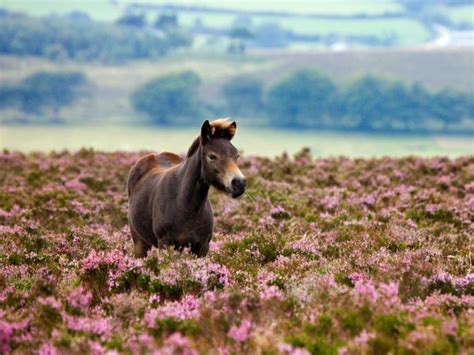 Exmoor National Park England National Geographic National Parks