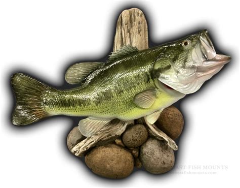 21 12 7 Lbs Largemouth Bass Fish Mount Replica Cclmb30