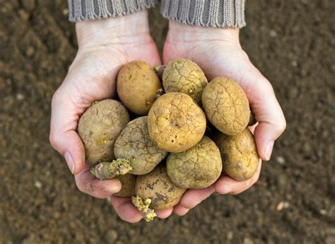 How To Store Baked Potatoes Storables