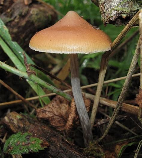 How To Identify Magic Mushrooms In The Wild Fungushead