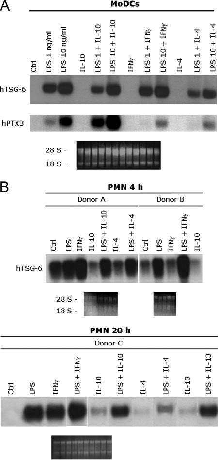 Comparison Of Tsg And Ptx Expression In Human Leukocytes Stimulated