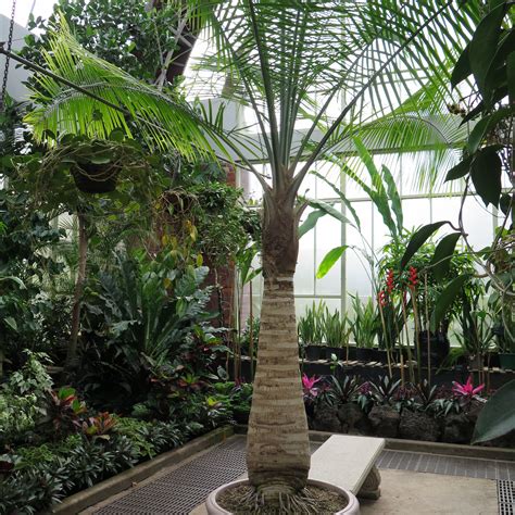 Types Of Indoor Palm Plants