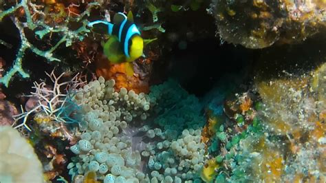 Clarke S Anemonefish Youtube