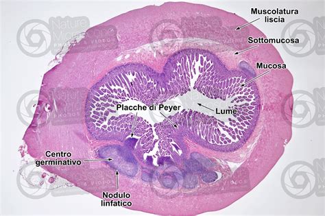 Mammifero Intestino Tenue Sezione Trasversale 7X Intestino Tenue