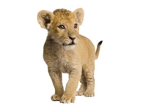 PNG Cub Transparent Cub.PNG Images. | PlusPNG