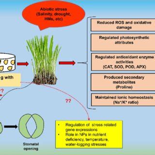 Nano Priming Mediated Stress Tolerance Mechanisms In Plants Seed