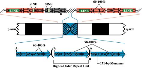 Progressive Proximal Expansion Of The Primate X Chromosome Centromere