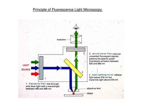 Ppt Principle Of Fluorescence Light Microsocpy Powerpoint