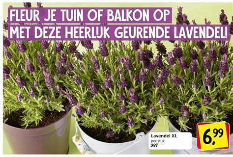 Lavendel XL Aanbieding Bij Jan Linders 1Folders Nl