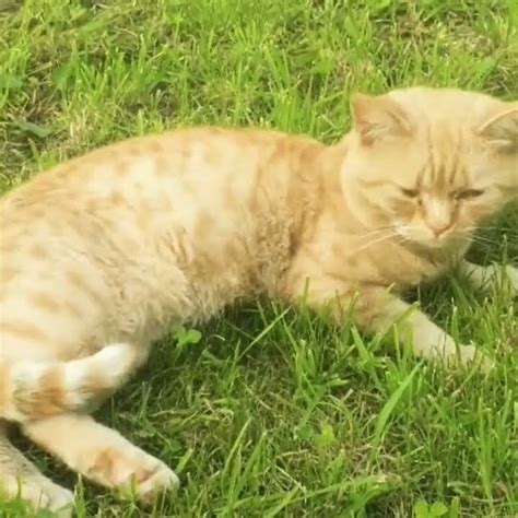 Cute Cat Lying On The Grassshorts Petcat Catvideo Youtube