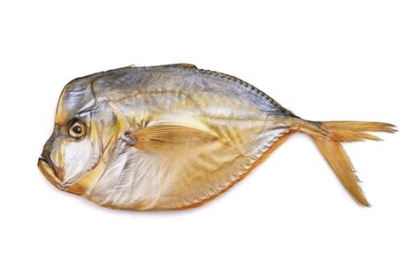 The Opah Fish Is Warm Blooded Jstor Daily