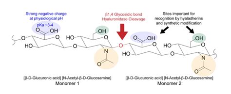 Hyaluronic Acid Structure | Lifespan.io