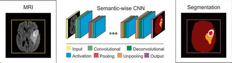 Schematic Illustration Of A Semantic Wise Cnn Architecture For Brain