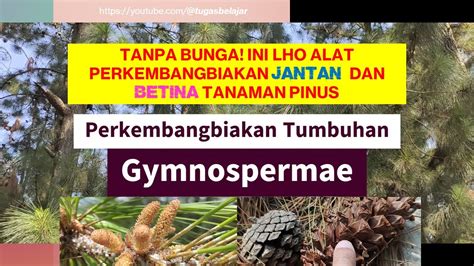 Tanpa Bunga Ini Lho Strobilus Jantan Betina Alat Perkembangbiakan Pinus